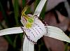 Arachnorchis venusta - Graceful Spider Orchid.jpg